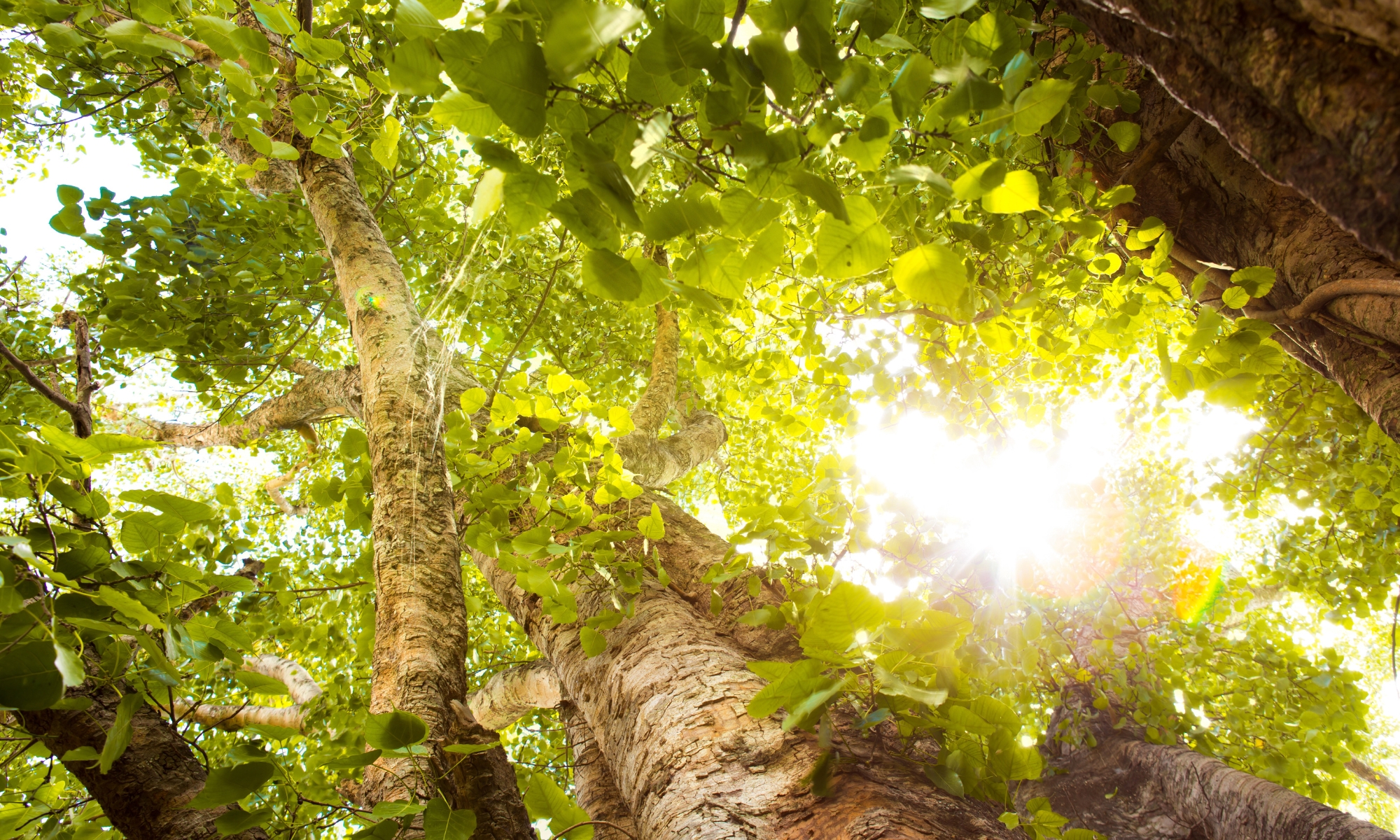 sustainability hero