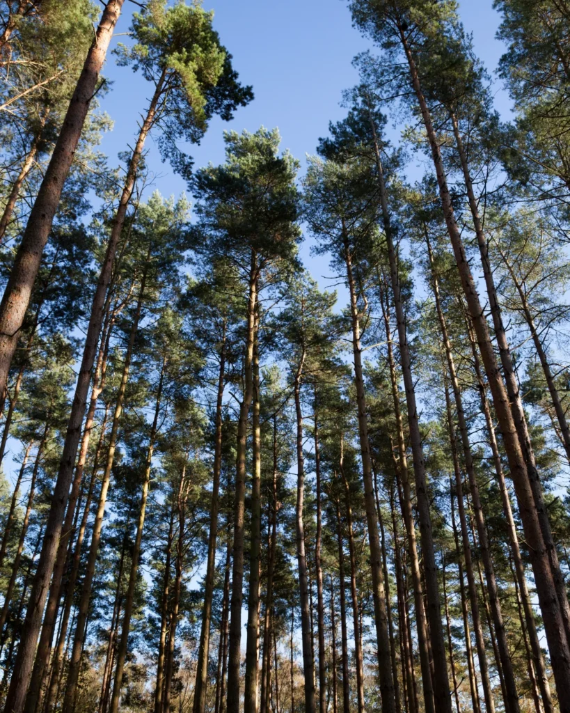Trees representing sustainability